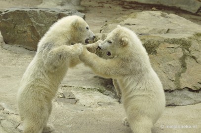 _DSC5544 Ouwehands Dierenpark