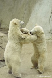 _DSC5574 Ouwehands Dierenpark