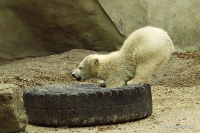 _DSC5577 Ouwehands Dierenpark