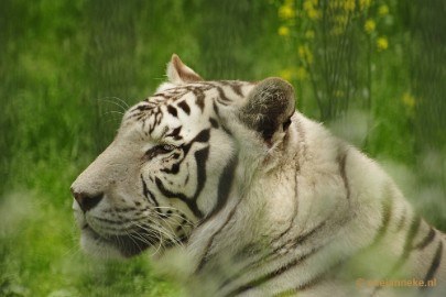 _DSC5589 Ouwehands Dierenpark