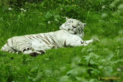 _DSC5621 Ouwehands Dierenpark