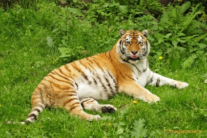 _DSC5697 Ouwehands Dierenpark