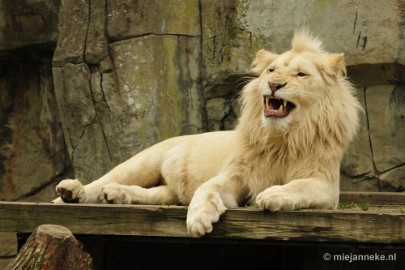 _DSC5712 Ouwehands Dierenpark