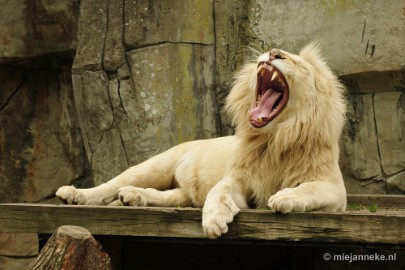 _DSC5720 Ouwehands Dierenpark