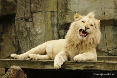 _DSC5723 Ouwehands Dierenpark