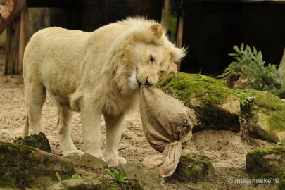 _DSC5761 Ouwehands Dierenpark