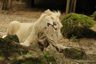 _DSC5813 Ouwehands Dierenpark