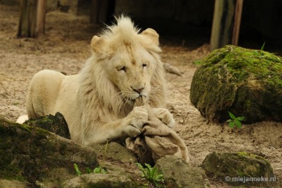 _DSC5818 Ouwehands Dierenpark