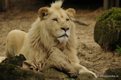 _DSC5821 Ouwehands Dierenpark