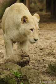 _DSC5848 Ouwehands Dierenpark