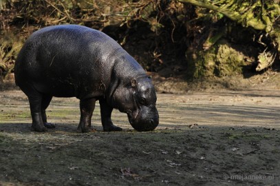 _DSC0004 Overloon Dierenpark Zoo