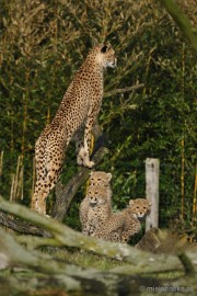 _DSC0022 Overloon Dierenpark Zoo