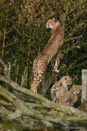 _DSC0028 Overloon Dierenpark Zoo