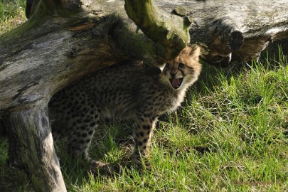 _DSC0043 Overloon Dierenpark Zoo