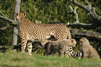 _DSC0094 Overloon Dierenpark Zoo