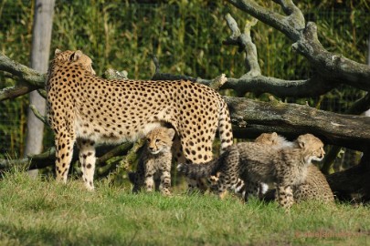 _DSC0096 Overloon Dierenpark Zoo