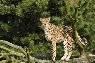 _DSC0101 Overloon Dierenpark Zoo