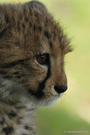 _DSC0104 Overloon Dierenpark Zoo