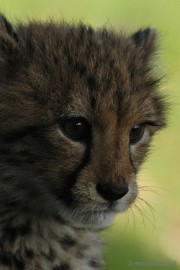 _DSC0105 Overloon Dierenpark Zoo