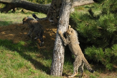 _DSC0117 Overloon Dierenpark Zoo