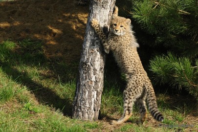 _DSC0123 Overloon Dierenpark Zoo