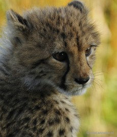 _DSC0128 Overloon Dierenpark Zoo