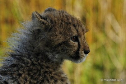 _DSC0129 Overloon Dierenpark Zoo