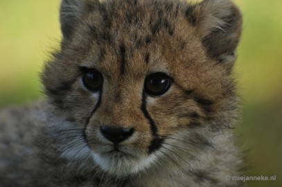 _DSC0180 Overloon Dierenpark Zoo