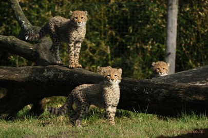 _DSC0193 Overloon Dierenpark Zoo