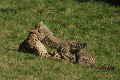 _DSC0299 Overloon Dierenpark Zoo