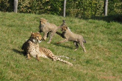 _DSC0337 Overloon Dierenpark Zoo