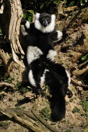 _DSC0533 Overloon Dierenpark Zoo