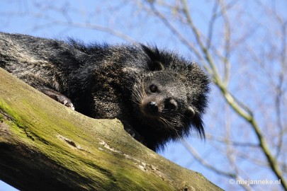 _DSC0769 Overloon Dierenpark Zoo