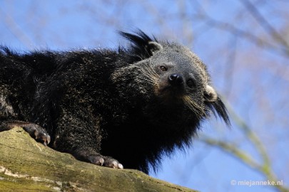 _DSC0821 Overloon Dierenpark Zoo