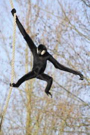 _DSC0929 Overloon Dierenpark Zoo