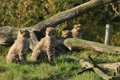 _DSC0941 Overloon Dierenpark Zoo