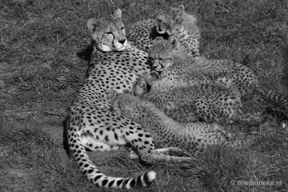 _DSC1021 Overloon Dierenpark Zoo