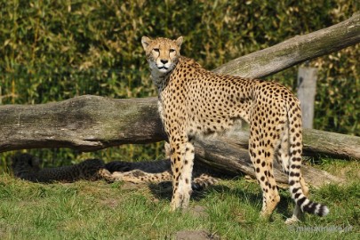 _DSC1272 Overloon Dierenpark Zoo