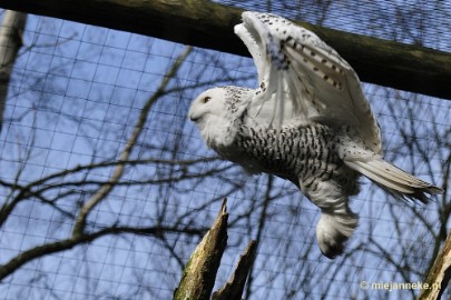 _DSC9464 Overloon Dierenpark Zoo