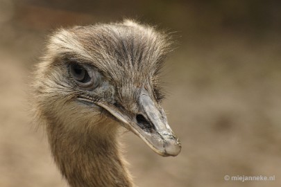 _DSC9548 Overloon Dierenpark Zoo