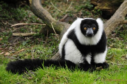 _DSC9660 Overloon Dierenpark Zoo