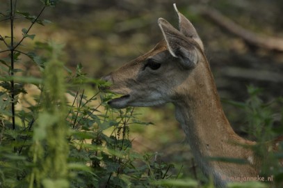 _DSC8857 Wildpark Duitsland