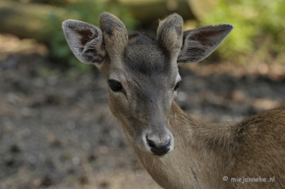 _DSC8865 Wildpark Duitsland