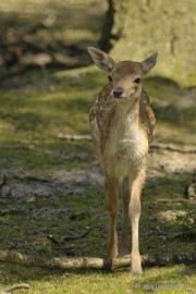 _DSC8922 Wildpark Duitsland