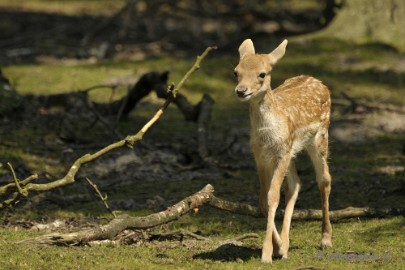 _DSC8923 Wildpark Duitsland