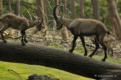 _DSC9251 Wildpark Duitsland