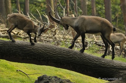 _DSC9252 Wildpark Duitsland