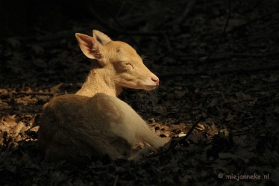 hertje1 Wildpark Duitsland