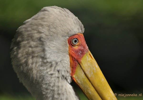 Beekse Bergen