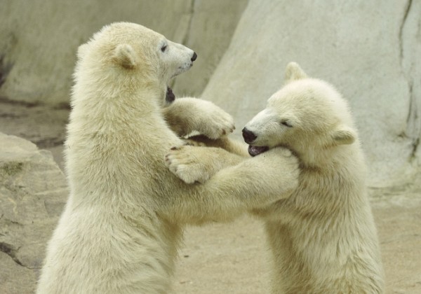 Ouwehands dierentuin